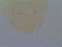 Echiniscus virginicus image