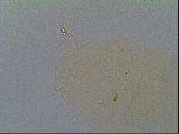 Echiniscus virginicus image