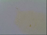 Echiniscus virginicus image