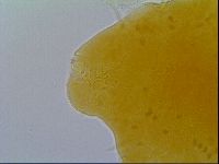 Echiniscus virginicus image