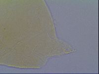 Echiniscus virginicus image