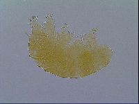 Echiniscus virginicus image