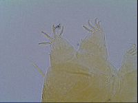 Echiniscus virginicus image