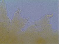 Echiniscus virginicus image