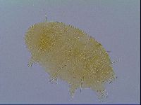 Echiniscus virginicus image