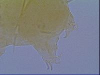 Echiniscus virginicus image