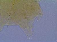 Echiniscus virginicus image