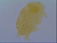 Echiniscus virginicus image