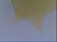 Echiniscus virginicus image