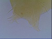 Echiniscus virginicus image