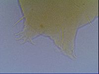 Echiniscus virginicus image