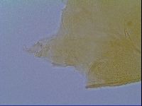 Echiniscus virginicus image