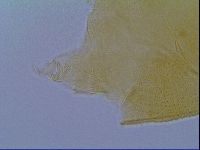 Echiniscus virginicus image