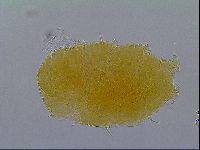 Echiniscus virginicus image
