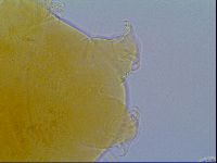 Echiniscus virginicus image