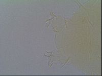 Echiniscus virginicus image