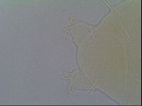 Echiniscus virginicus image