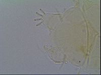 Echiniscus virginicus image