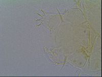 Echiniscus virginicus image