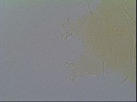 Echiniscus virginicus image