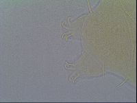 Echiniscus virginicus image
