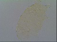 Echiniscus virginicus image