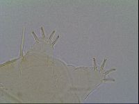 Echiniscus virginicus image