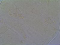Echiniscus virginicus image