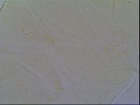 Echiniscus virginicus image