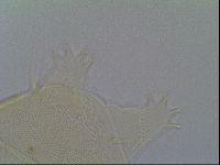 Echiniscus virginicus image