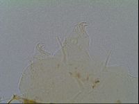 Echiniscus virginicus image