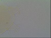 Echiniscus virginicus image