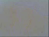 Echiniscus virginicus image