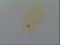 Echiniscus virginicus image
