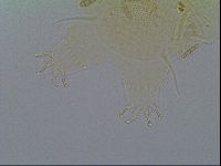Echiniscus virginicus image