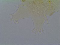 Echiniscus virginicus image