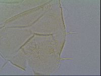 Echiniscus virginicus image