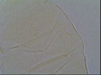 Echiniscus virginicus image
