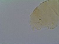 Echiniscus virginicus image