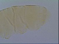 Echiniscus virginicus image
