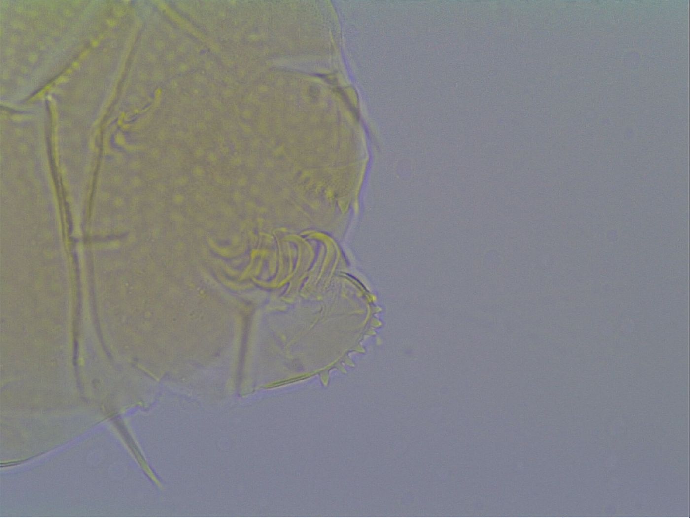 Echiniscus virginicus image
