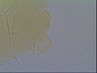 Echiniscus virginicus image