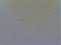 Echiniscus virginicus image