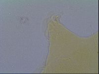Echiniscus virginicus image