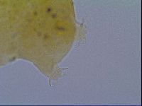 Echiniscus virginicus image