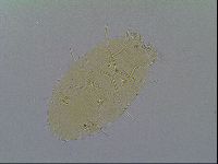 Echiniscus virginicus image