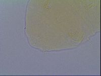 Echiniscus virginicus image