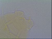 Echiniscus virginicus image