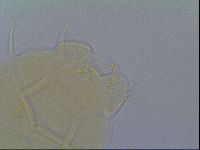 Echiniscus virginicus image