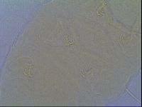 Echiniscus virginicus image